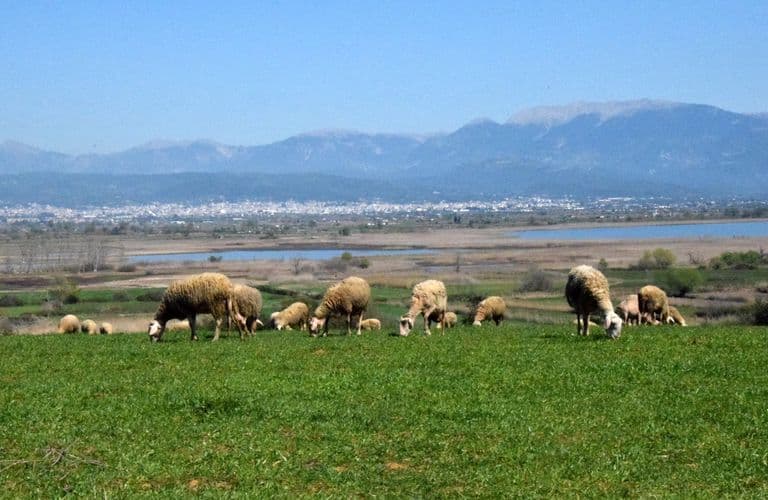 Sheep grazing by Lake Lysimachia with mountains in the background, Central Greece